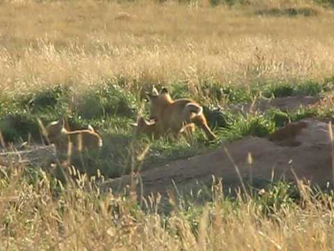 Fox Kits
