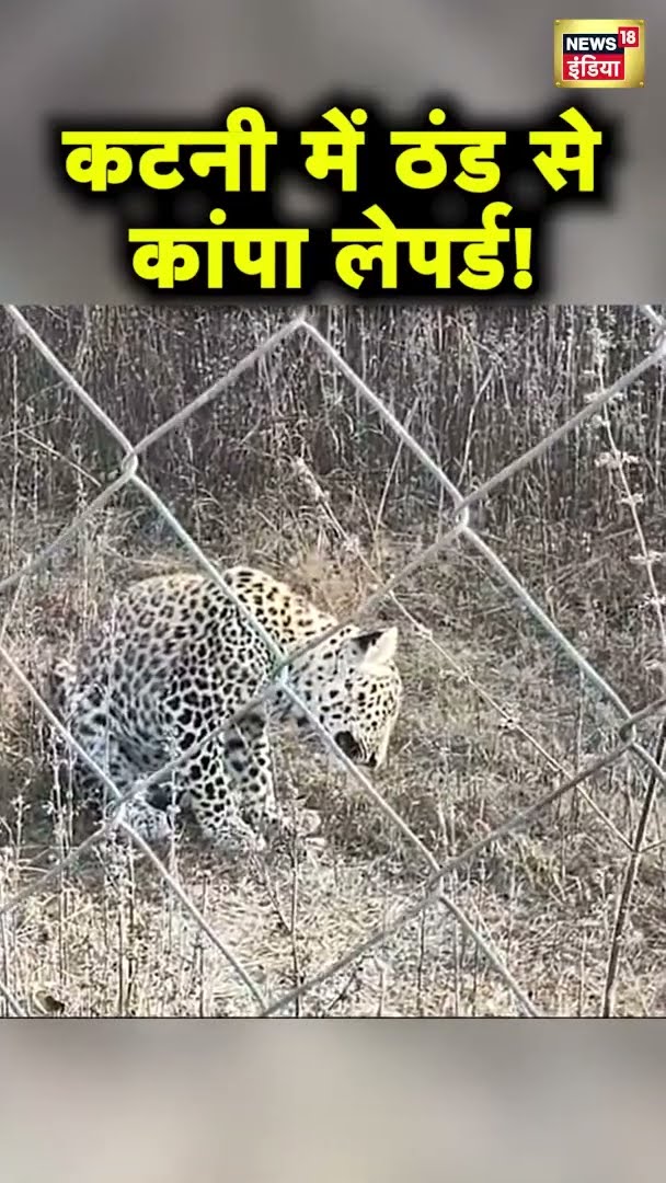 मध्य प्रदेश के कटनी में लेपर्ड को ठंड लगी | Madhya Pradesh