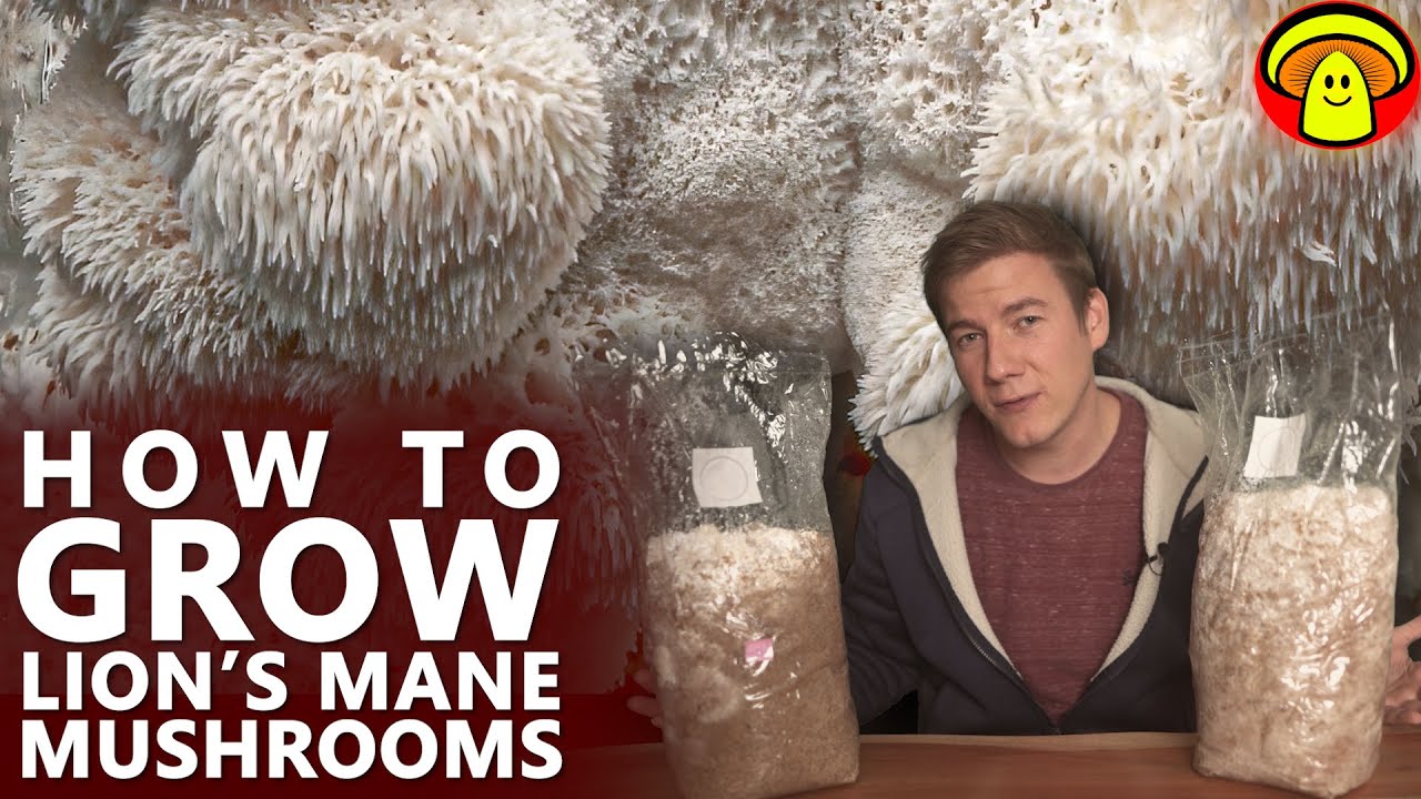 How To Grow Lion's Mane Mushroom | The best Temperature for fast