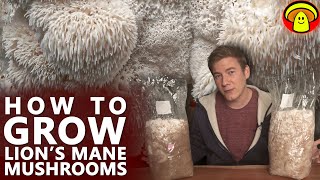 How To Grow Lion's Mane Mushroom | The best Temperature for fast Mycelium Growth