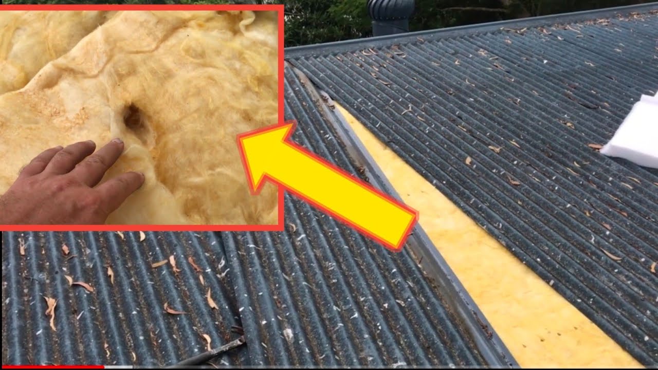 Where Do Mice Live In Your House In Your YouTube Where Do Mice Live In Your House In Your YouTube