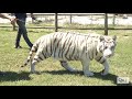 La cattività degli animali esotici al “Tiger Experience”