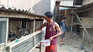 Pemberian Pakan Anakan Ayam Kampung Usia 1 Bulan | Kandang Ayam Kampung Bapak Gofur |