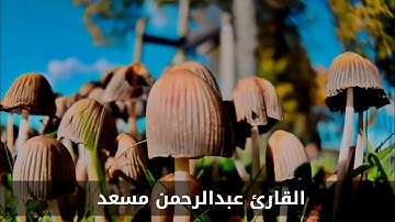 تلاوة في قمة الجمال والروعة - سورة الأنفال - القاريء عبدالرحمن مسعد 🍃🥺