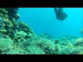 Diving Horseshoe Reef