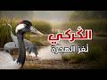 الك ر ك ي المهاجر تحت النار حين يتحو ل المسار إلى فخ تعرف على صيد طائر الكركي المهاجر ومهدداته 