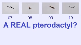 Pterodactyl Over Idaho - Video Footage Yzed