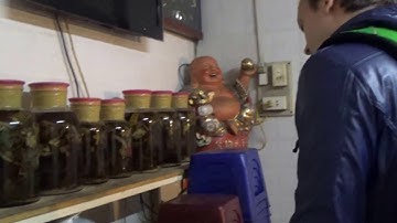 RƯỢU NGÂM TẮC KÈ