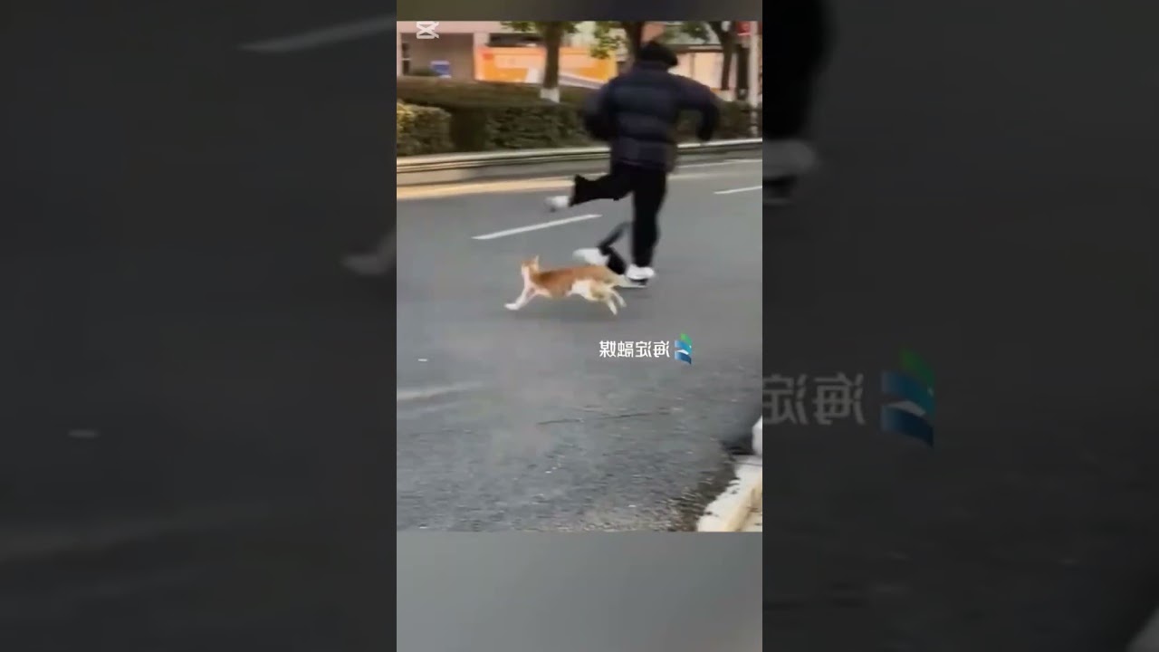 Dog vs Cat Fight on the Street – Real Drama Caught on Camera!
