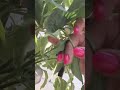 my mini garden vlog #food