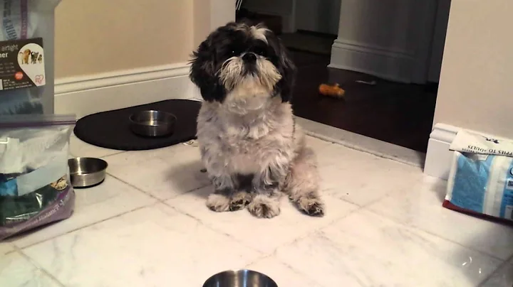 Hungry shih tzu throws a tantrum