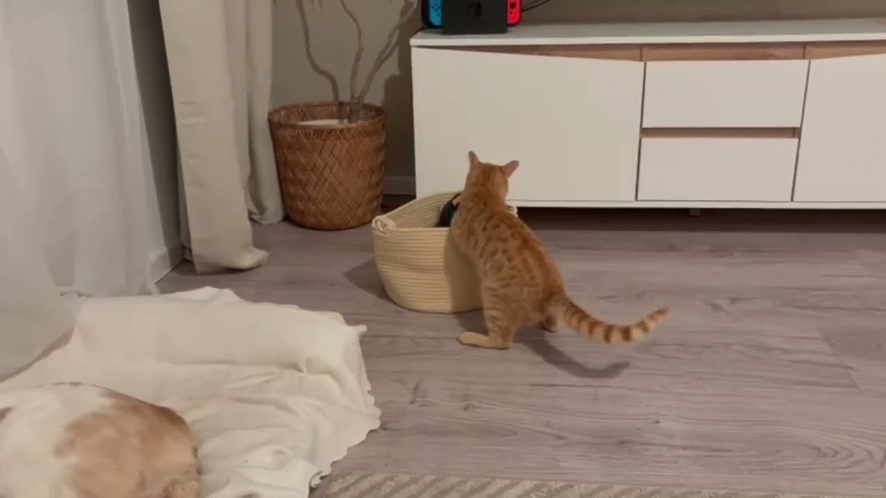 Zuhause gesucht - Samson