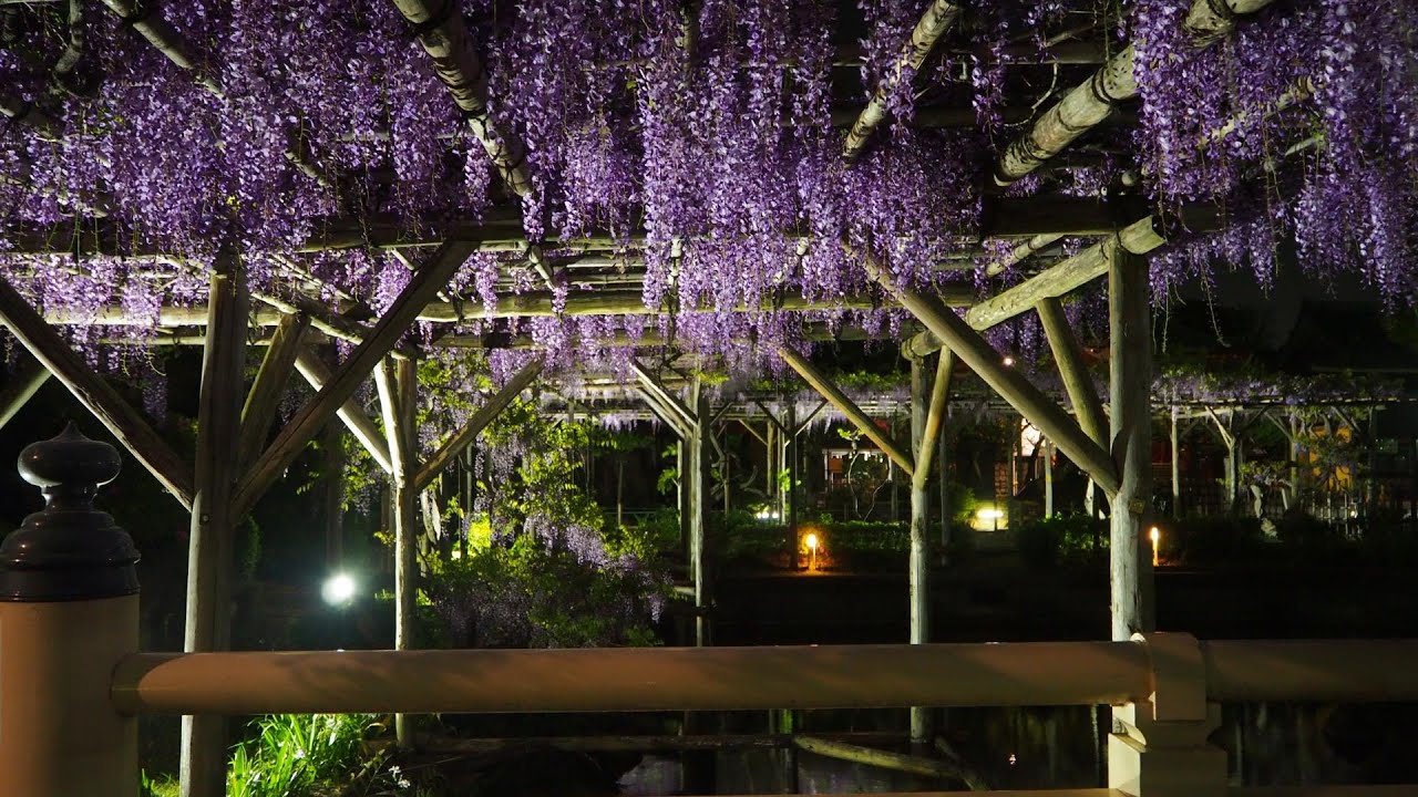 『亀戸天神社』幻想的な藤のライトアップ！別世界に迷い込んだような美しさ！東京・亀戸