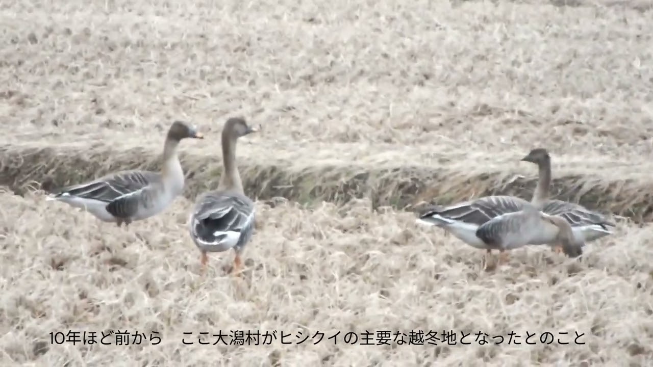 大潟村のヒシクイ