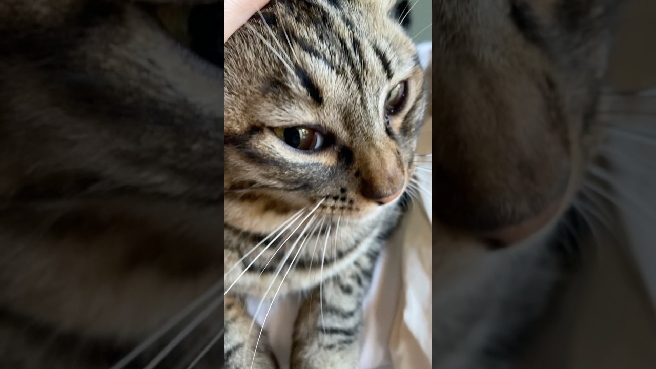 本日のおはようトラジ。お盆も今日で終わりですね。 #猫 #cat #お盆 #shorts