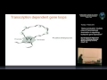 N. Proudfoot -Gene punctuation:multiple roles of transcriptional term. in regulating euk. gene exp.