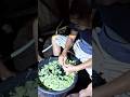 First harvest local sabje 🥦🥬 #arunachalpradesh #local #vegetables #vlog #northeast