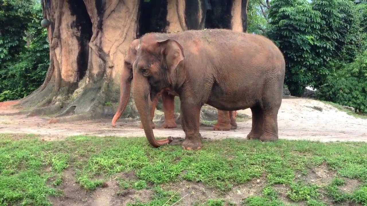 Zoo Miami Elephant Named Nelly Dancing to Man Singing to ...
