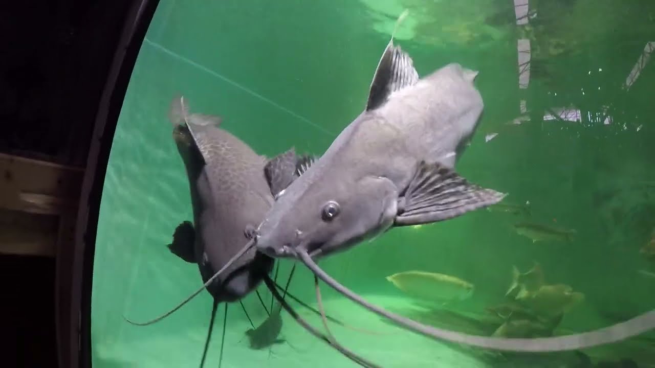 Unusual Half & Half marbled pim catfish Learius marmoratus, & 4 others