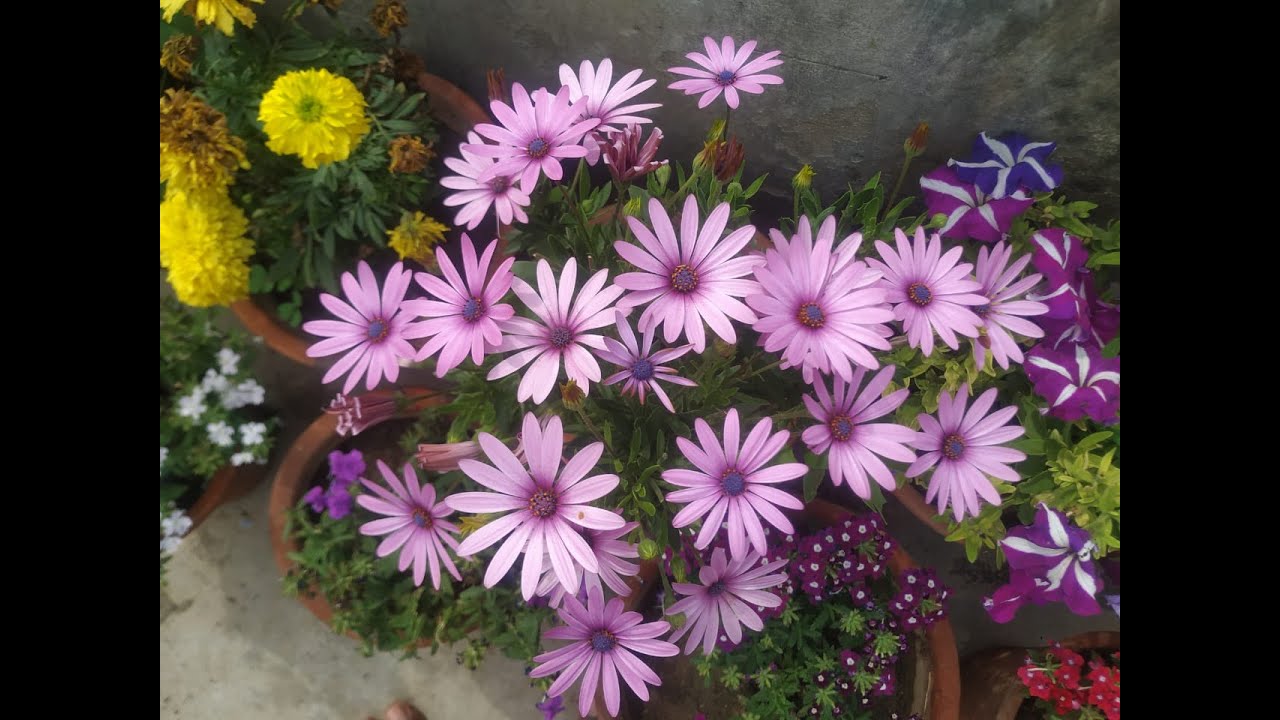 Dimorphotheca Plant Part 2 (Repot Seedling) How to Repot Dimorphotheca/African Daisy