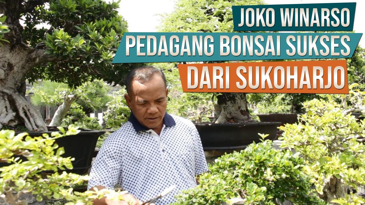 Bincang Bonsai Bersama Pak Joko Winarso dari Kartasura, Sukoharjo