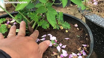 Leo tree bụi là thế nào? Phân biệt các kiểu thân hoa hồng.