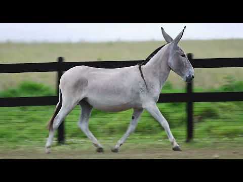 Lote 15 Unida do Macaim YouTube