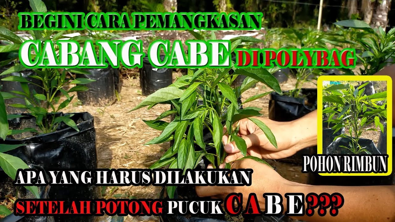 Cara Pemangkasan Cabe Agar Berbuah Banyak dan Merimbunkan Pohon Cabe