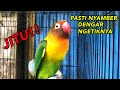Lovebird Ngetik Ngekek Panjang Paling Jitu Buat Manasin Mp3 - Mp4 Download