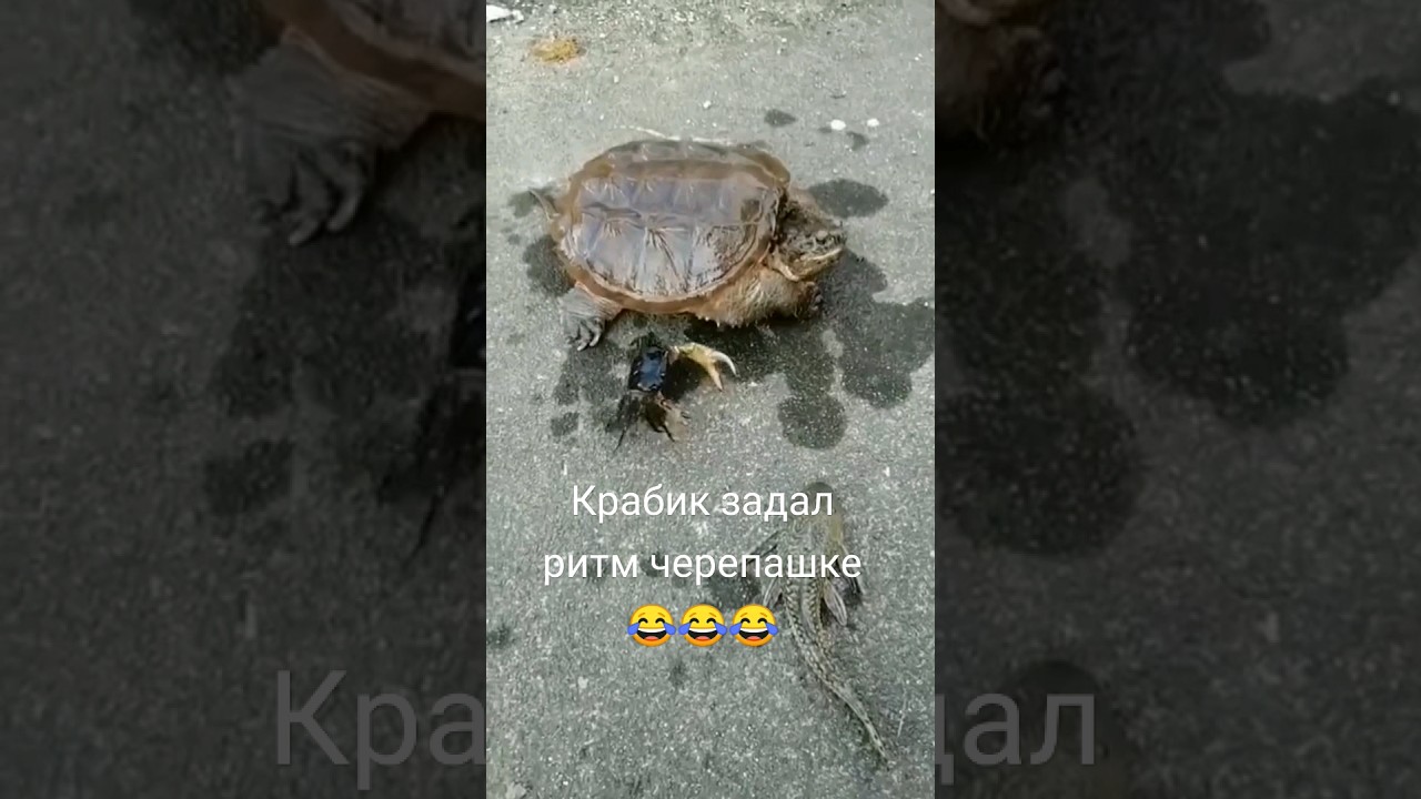 Черепашка выдала фристайл😆😆😆 