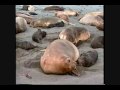 Animal tube | Out in Nature: Homosexual Behavior in the Animal Kingdom (1 of 6) | Video tube