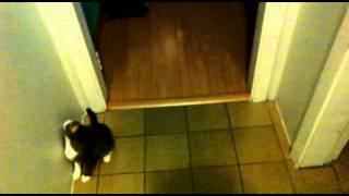 Gato Ninja screenshot 1