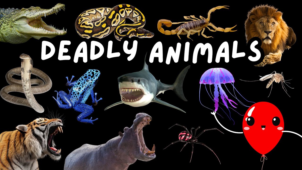 World's Most DEADLY Animals! 🐊🦈🕷️ | Learn The Most Dangerous Animals with Playtime Popz! 🎈