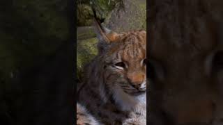 Unveiling the Mysteries of Lynx Cats: Fascinating Facts and Insights