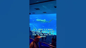 Is Churaumi Aquarium Worth It Okinawa Visitjapan Tourism Naha Churaumi Ocean Travel Japan 