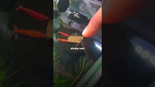 ❌This Feeding Mistake Can Kill Your🐟Fish &amp; Shrimp || How to care✅|| #aquarium #howto