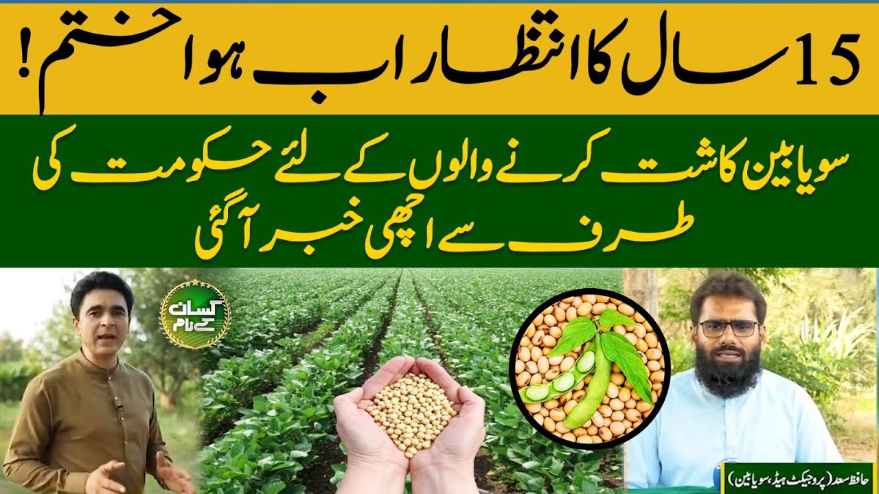 5 high yielding oilseed crops Soybean seed companies in Pakistan