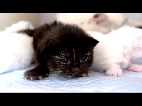 【マンチカンの子猫】子猫達が開眼し始めたのでご紹介な件 ～猫のいる生活Vol.877～出産動画 マンチカン短足・ミヌエット・ペルシャ猫専門ブリーダー『ペット蔵人』【子猫の成長記録】