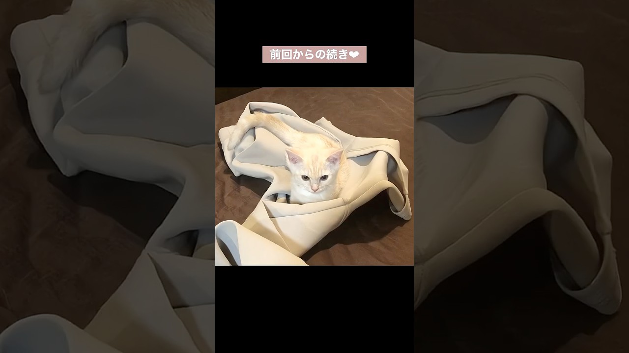 遊んでいた子猫…最終的にこんなことになりました　w #テアタイム