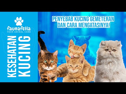 Video: Mengapa kucing menggeletar?