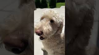#shorts #dog #trendingshorts #pets #goldendoodle #memes #funny #cute