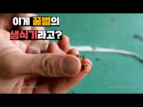 꿀벌의 수컷에 대해서 알아보자 알아보는 김에 구경도 