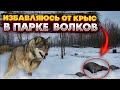 Огромное количество мышей и крыс 🐀 в парке Волков! Что делать?