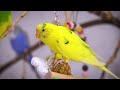 Calming Budgie sounds during Molting Season for Sad Budgies