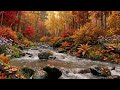 River Flowing Birds Chirping, Soothing Nature ASMR for Focus, Peace and Healing | 3 Hours