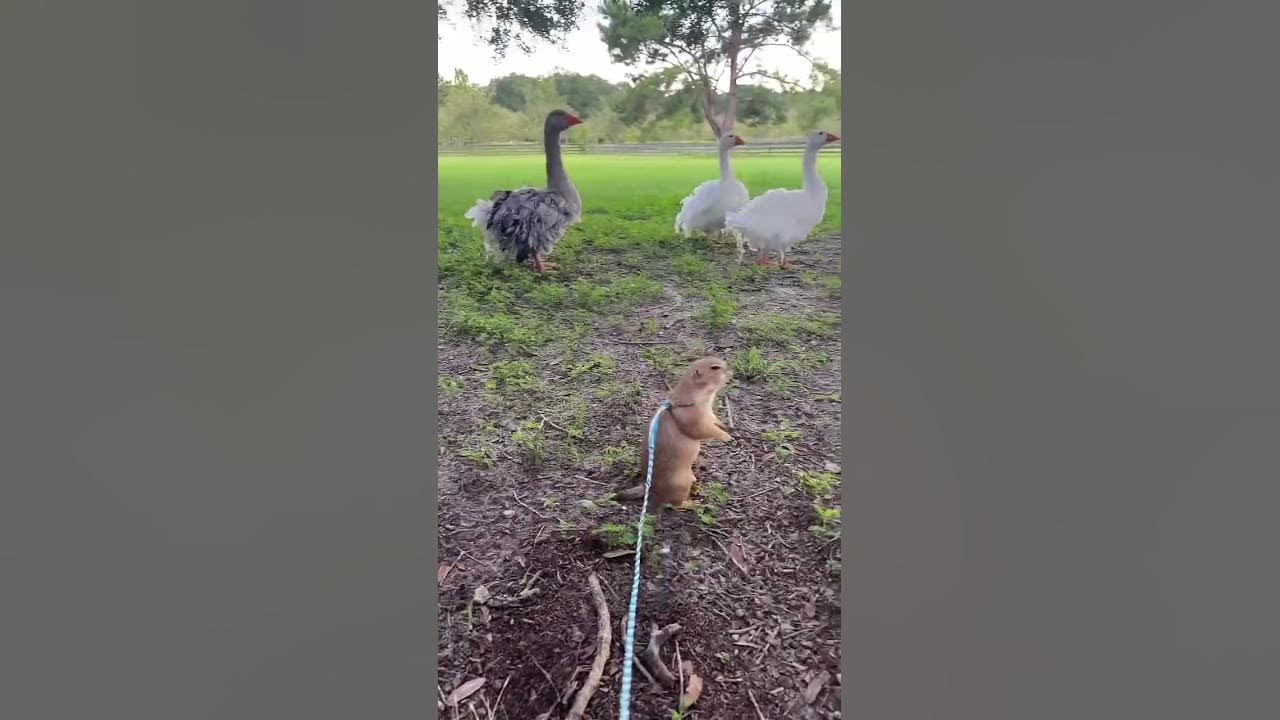 Poppy the Prairie Dog goes for a walk on the farm - YouTube