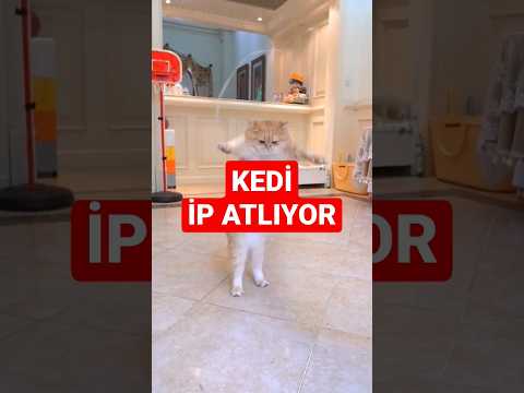 Kedi ip atlıyor
