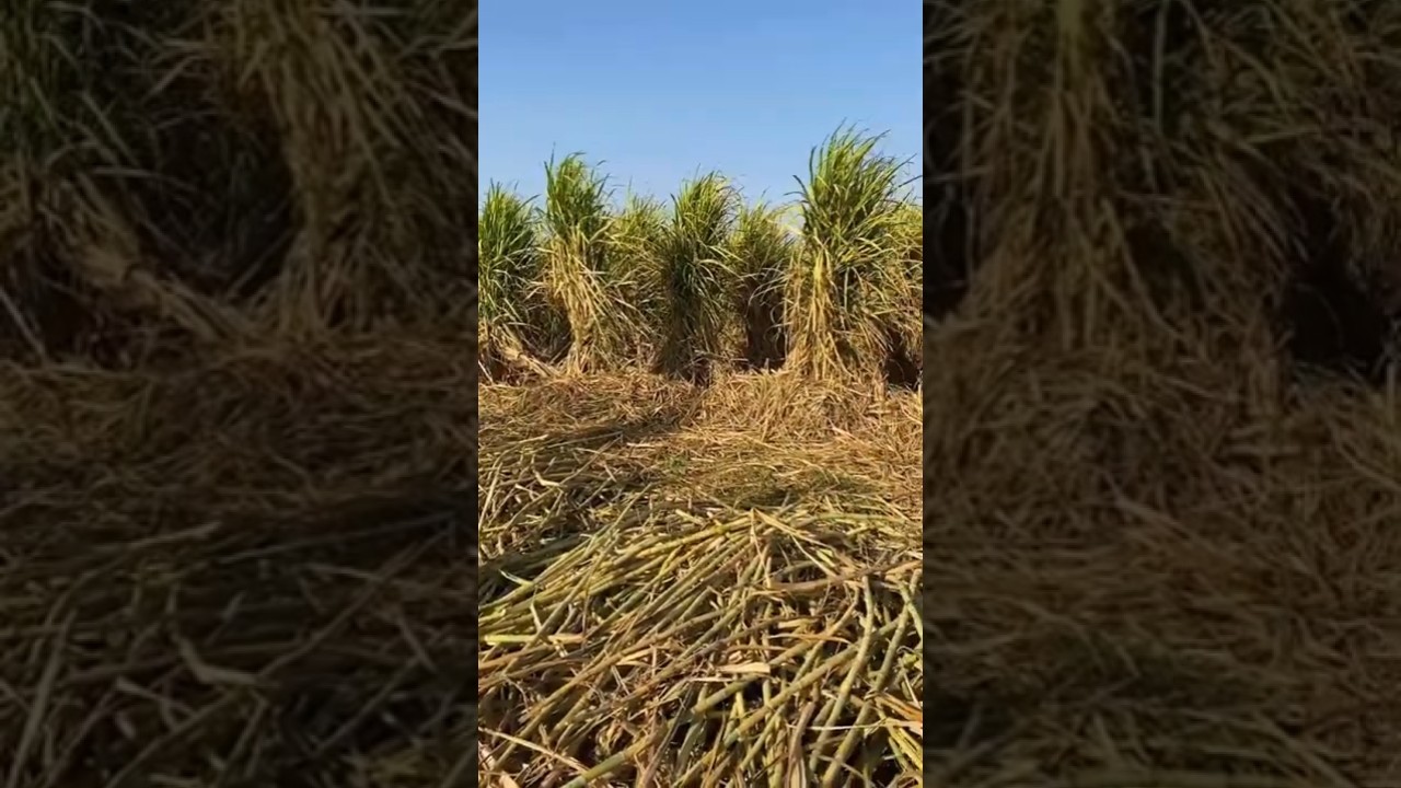 حجازة فى عيون المغتربين  فيديو فى حب حجازة