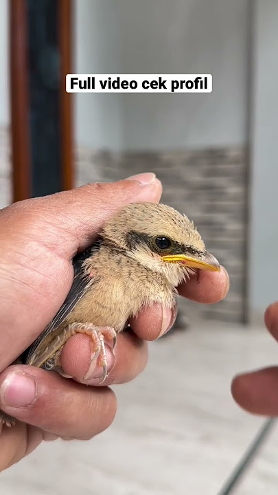 Tutorial cara membedakan anakan burung cendet jantan dan betina #pikat #kicaumania #pikatkutilang