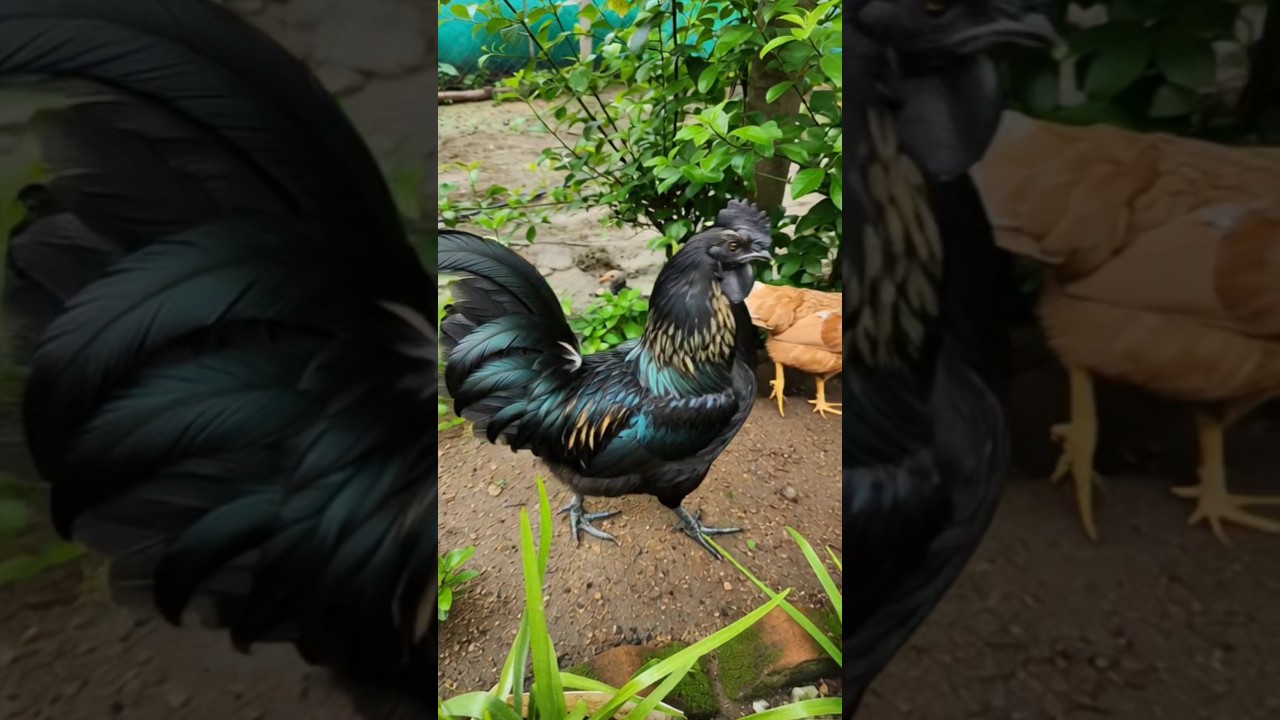 🖤 The Legendary Kadaknath Chicken of India 🐔 | Nature’s Black Gold 💎 